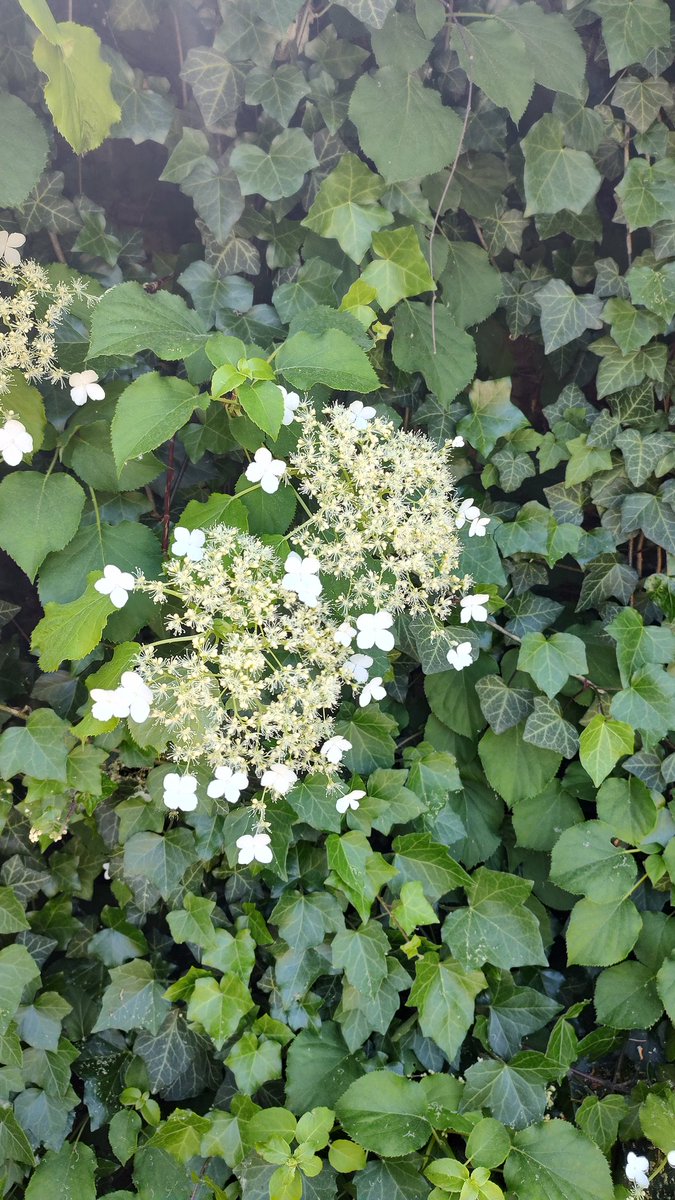 Dzisiaj w Żelazowej Woli
#chopin #zelazowawola