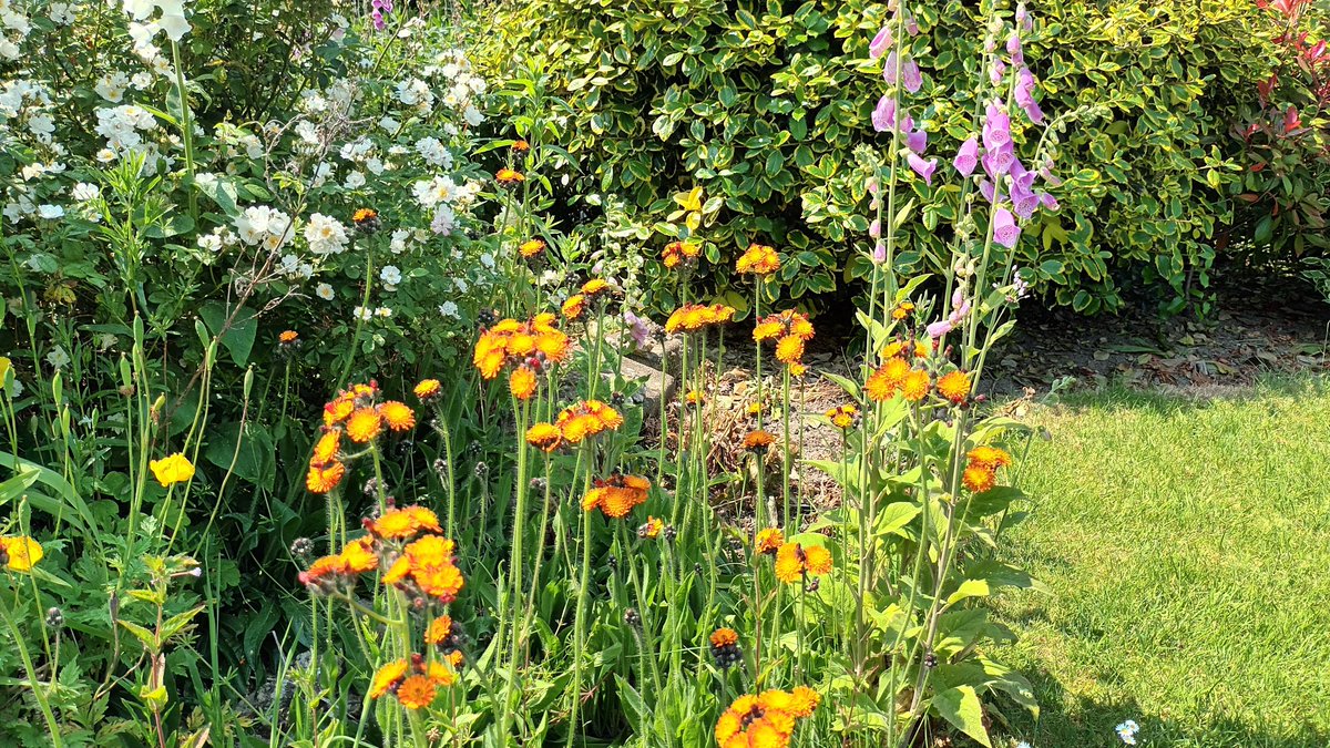 Some kind of #flowers in the #garden