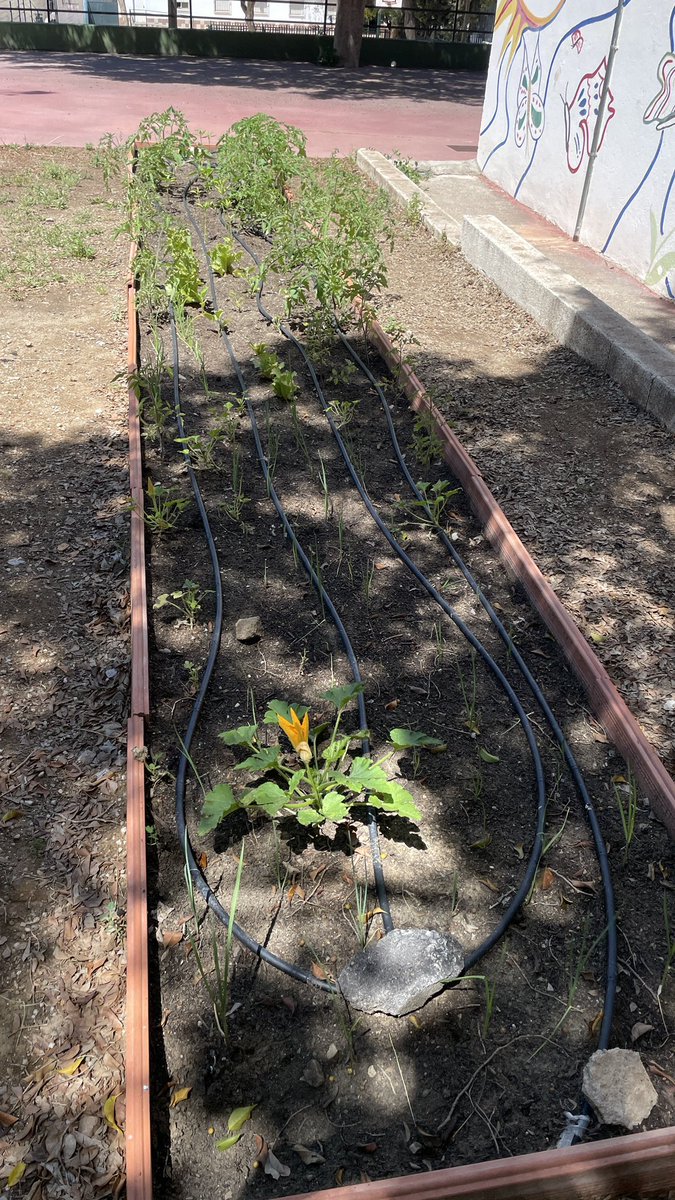 divercineando's tweet photo. Este curso seguimos con el programa #Impulsa #HuertoEscolar y #maquinas #Planetaexplora 
El alumnado además de mantener el huerto que ya da frutos, está fabricando máquinas con material reciclado. !Pronto resultados !! https://t.co/xUctoKGrkB