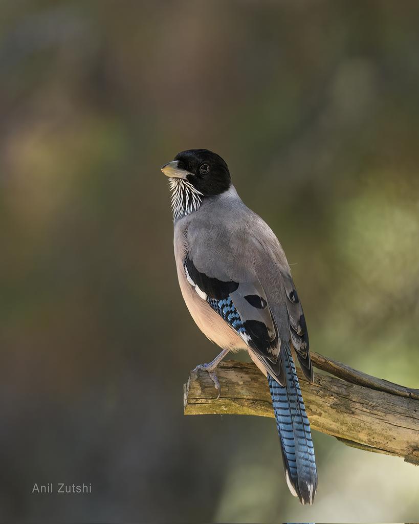 Black headed Jay
#Birds #BirdPhotography #BirdsSeenIn2023 #BirdsOfTwitter #TwitterNaturePhotography #Indiaves #Nikon #natgeoindia