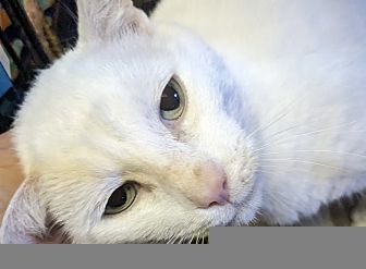 Hi! I'm Croft, a Male Domestic Shorthair Cat. #DomesticShorthair #Cat #BillytheKiddenRescue adoptapet.com/pet/38015645-v…
