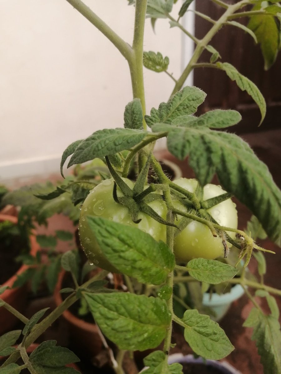 KureDumasGMP's tweet photo. Los 🍅 de #LaPiuBella https://t.co/Bry9IswPOS