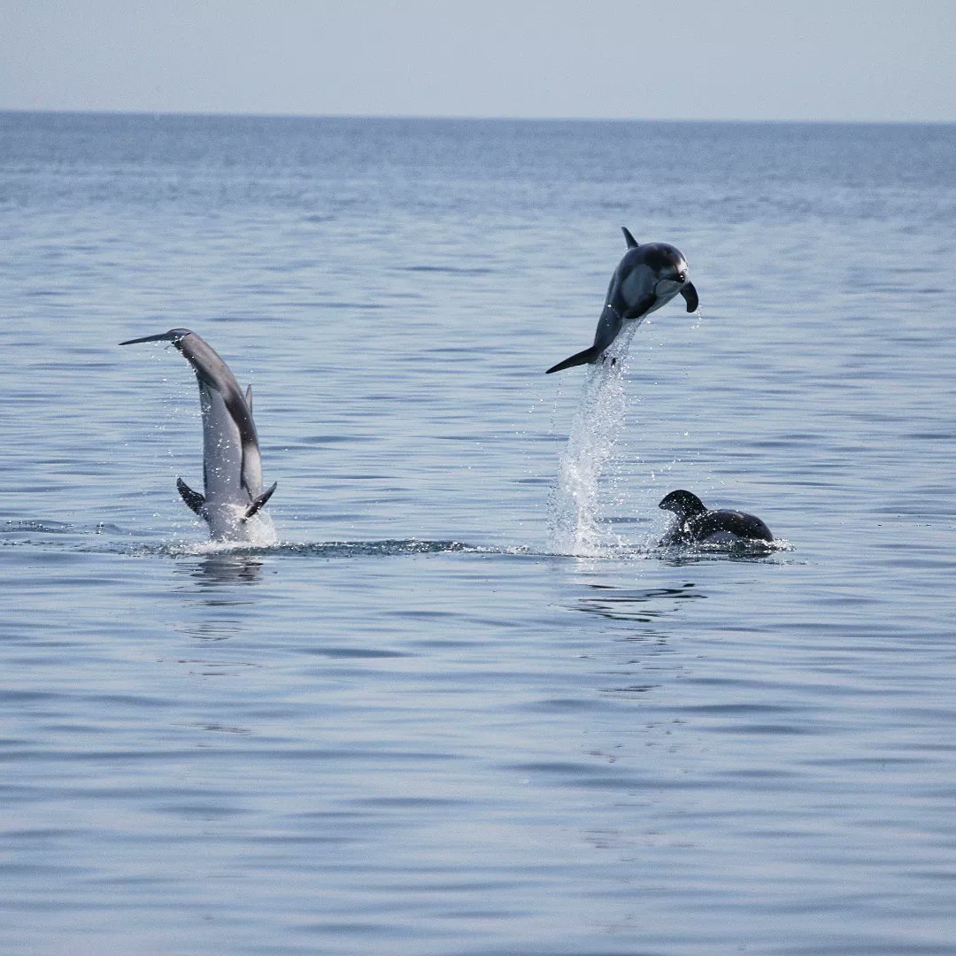 Past few days have been lacking in #dolphins so here is a shot from our amazing survey a few days ago that I'm still processing 😍😍😍 Kama (カマイルカ) are the best. © Mutsu Bay Dolphin Research @mutsubaydolphin #pacificwhitesideddolphins #japan