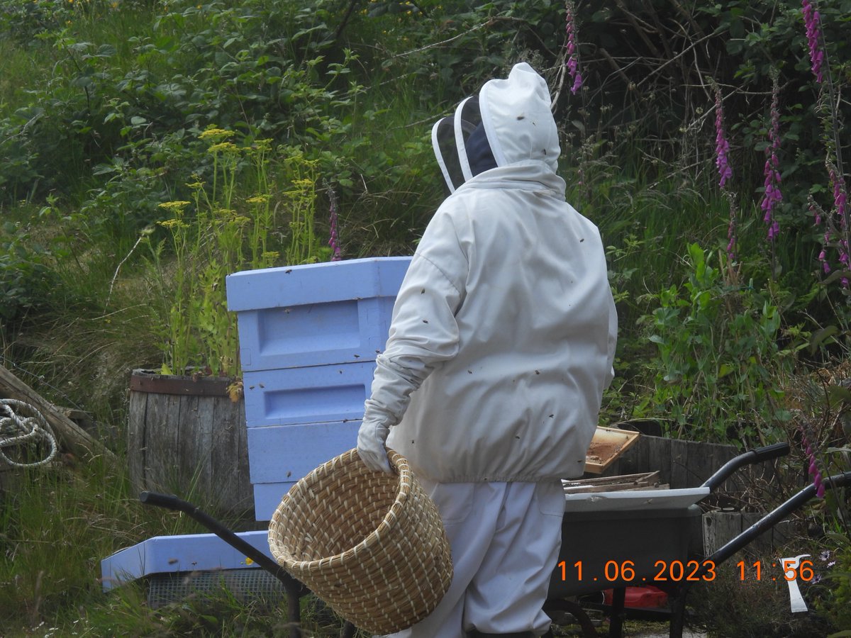 SteveBavin's tweet photo. Bees now seem to be settling down a bit, even though it is in the potting shed. But still loads flying around!! https://t.co/9Jog2YEAHz