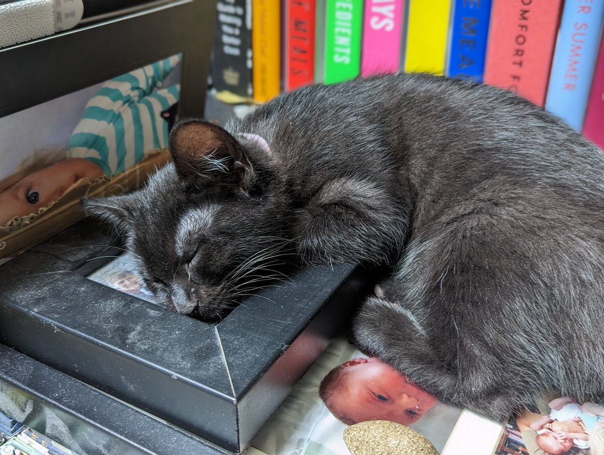 WeloiAvala's tweet photo. Two new additions to the household: Ebony and Shadow! https://t.co/Ll5ex27zRB
