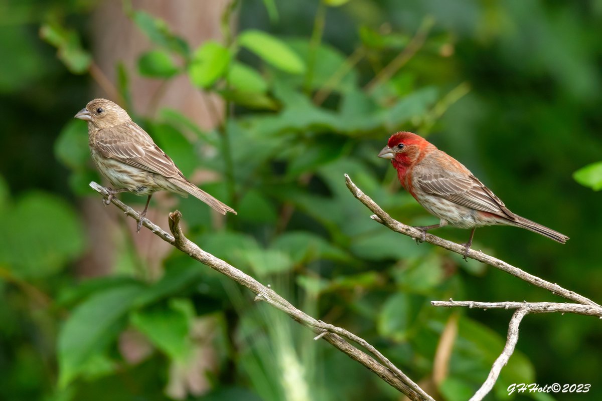 A pretty pair of House Finches in the late afternoon sunlight.
#TwitterNatureCommunity #NaturePhotography #naturelovers #birding #birdphotography #wildlifephotography #housefinch