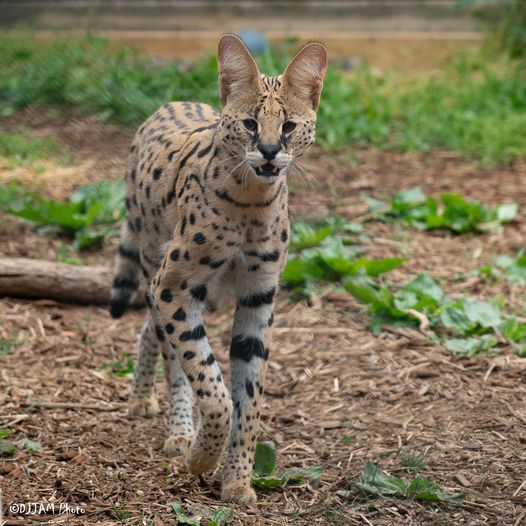 Cincinnati Zoo on Twitter "Amiry the rescued serval is beginning to