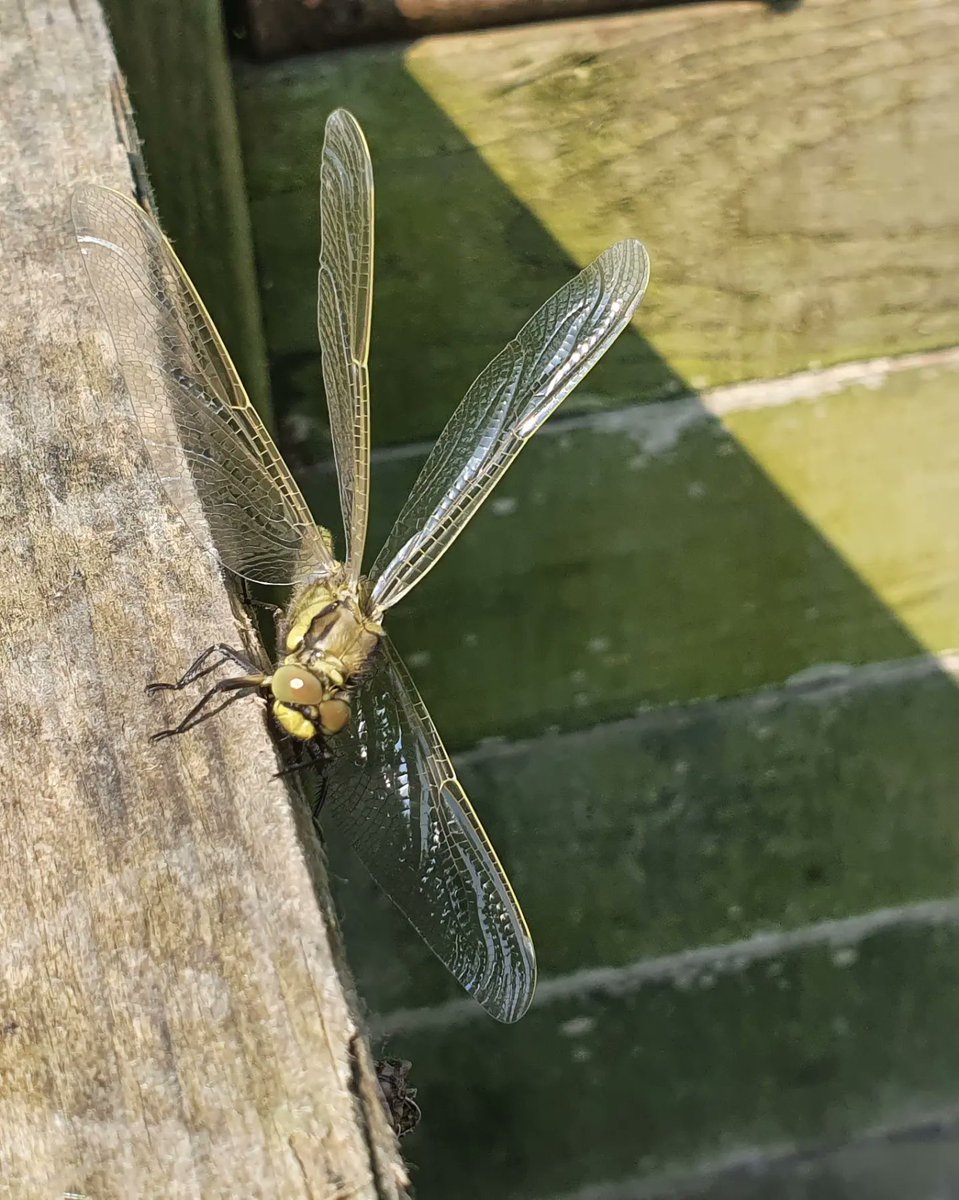 Nice 24hrs sesh on Norton disney embryo unfortunately resulted in a blank but its a lovely place I.ll defo be back. 😁🎣✌ #carper #getonthebank