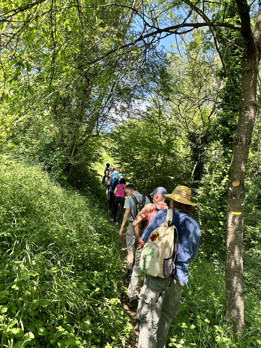 MoniqueKirsch's tweet photo. Witnessing the wild native🪻orchids in their natural habitat in Montenach🇫🇷 was a humbling experience yesterday, despite the heat🌞😅. Thank you @sleguilFR &amp; @ThierryHelming1 who shared fascinating insights about these beauties, the orchids' habitats &amp; conservation efforts. 🤩 https://t.co/Ster7zuaya