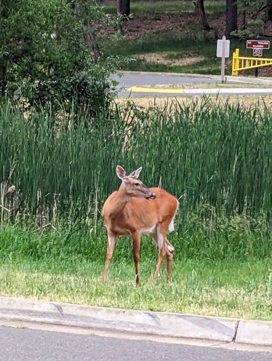 I have a friend this morning 🦌