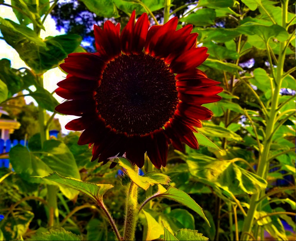 Red Sun Follower 
Photographer Jon Pinter 
#flower #flowers #garden #gardening #sandiegolife #sandiegophotographer #sandiegophotography
#socalphotographer #socal #mysdphoto #photography #photographyisanart #PhotoOfTheDay #fotografie #coast #coastlife #coastal #beach #beachlife