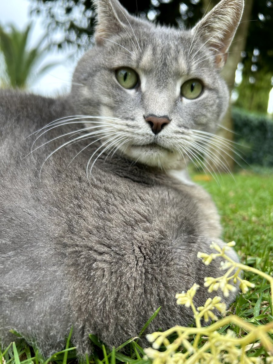 Beautiful boy #CatsOfTwitter