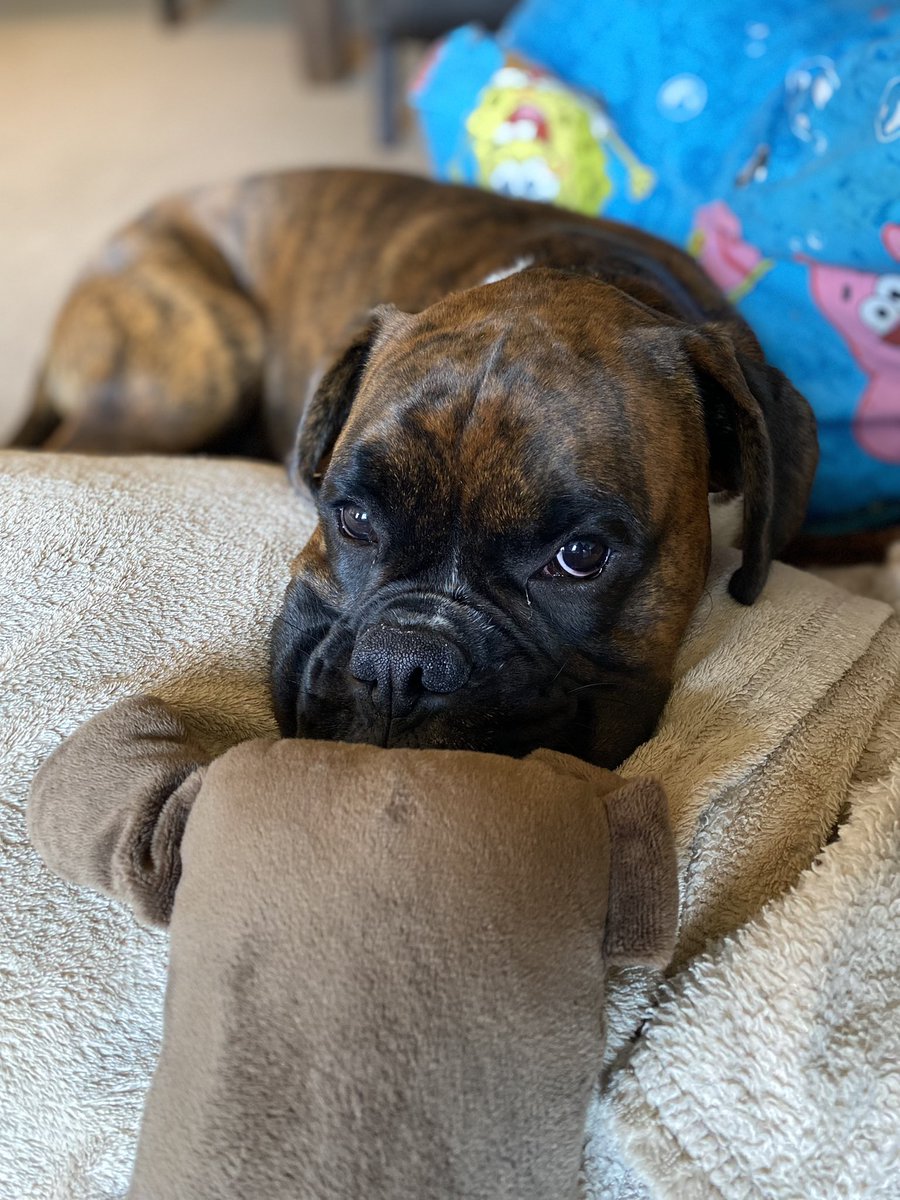 Rachlord's tweet photo. A couple of Guinness shots from today….his first experience of such hot weather…. 🐶 #guinness #irishboxer #britishheatwave #dontwalkyourdoginthisheat 🥵 https://t.co/uwi1RbZsGQ