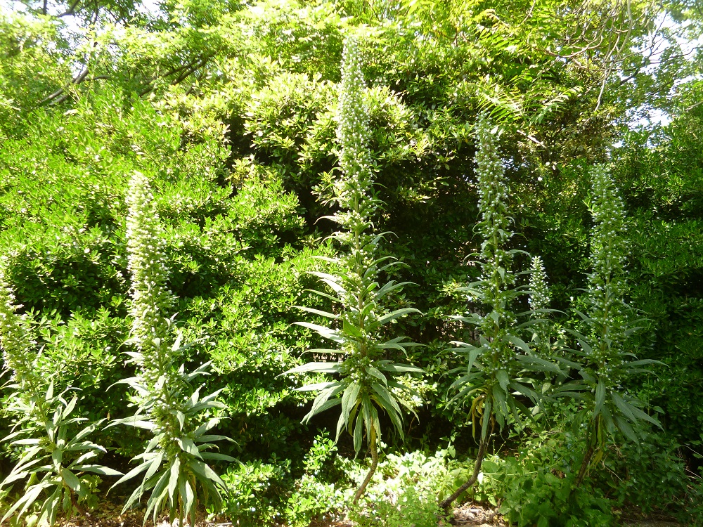 CommGdnsLondon's tweet photo. No.21 in occasional series 'Giant Echiums of London'
Group photo in Edwardes Square, beautiful green space, open for #log23 #LondonOpenGardens @LDNGardensTrust https://t.co/aCfHO6AgJf