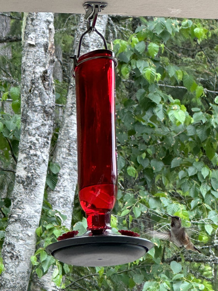 ienneh71's tweet photo. Time to refill the feeder. These little guys go through one of these a week. I don’t know how many because they all look the same. #hummingbirds #amazingcreatures https://t.co/KHnwp1IyTE