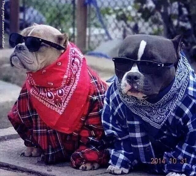 WoofWisdom's tweet photo. Woof Wisdom: โThere are friends in life, and there are friends for life.โ- Unknown
#WoofWisdom https://t.co/gWBrvQoQd9