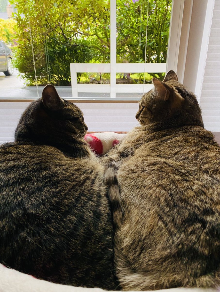 Remy: Did you know that Rembrandt once said, “Choose only one master – Nature.”

Hazel: ……. yes, but don’t tell mum. 

#SundayFunday #cats #quotes #SundayMorning #sundayvibes