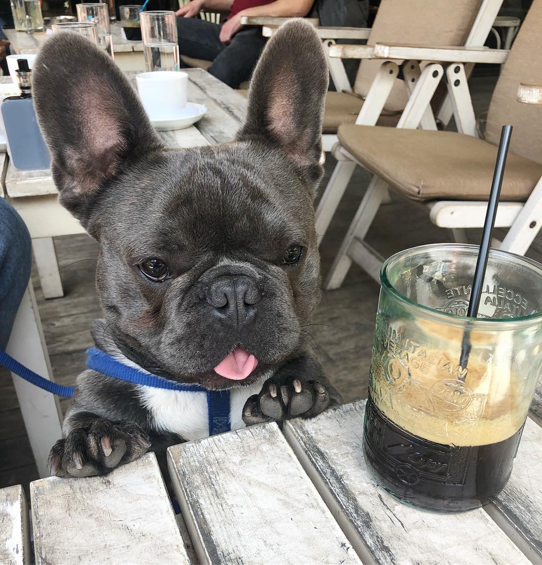 But first....coffee ☕️

#frenchbulldog #frenchielover #dogsoftwitter #doglovers #usa