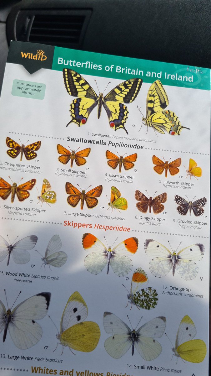 Had a great day at @OpenFarmSunday talking to the public about farmland biodiversity 🦋🦋🦋 and involving them in citizen science 👩‍🔬👨‍🔬👩‍🔬, part of @SHOWCASE_H2020 and @SE_Entomology's research. A great collaboration between @UniRdg_SAPD, @LEAF_Farming & @savebutterflies