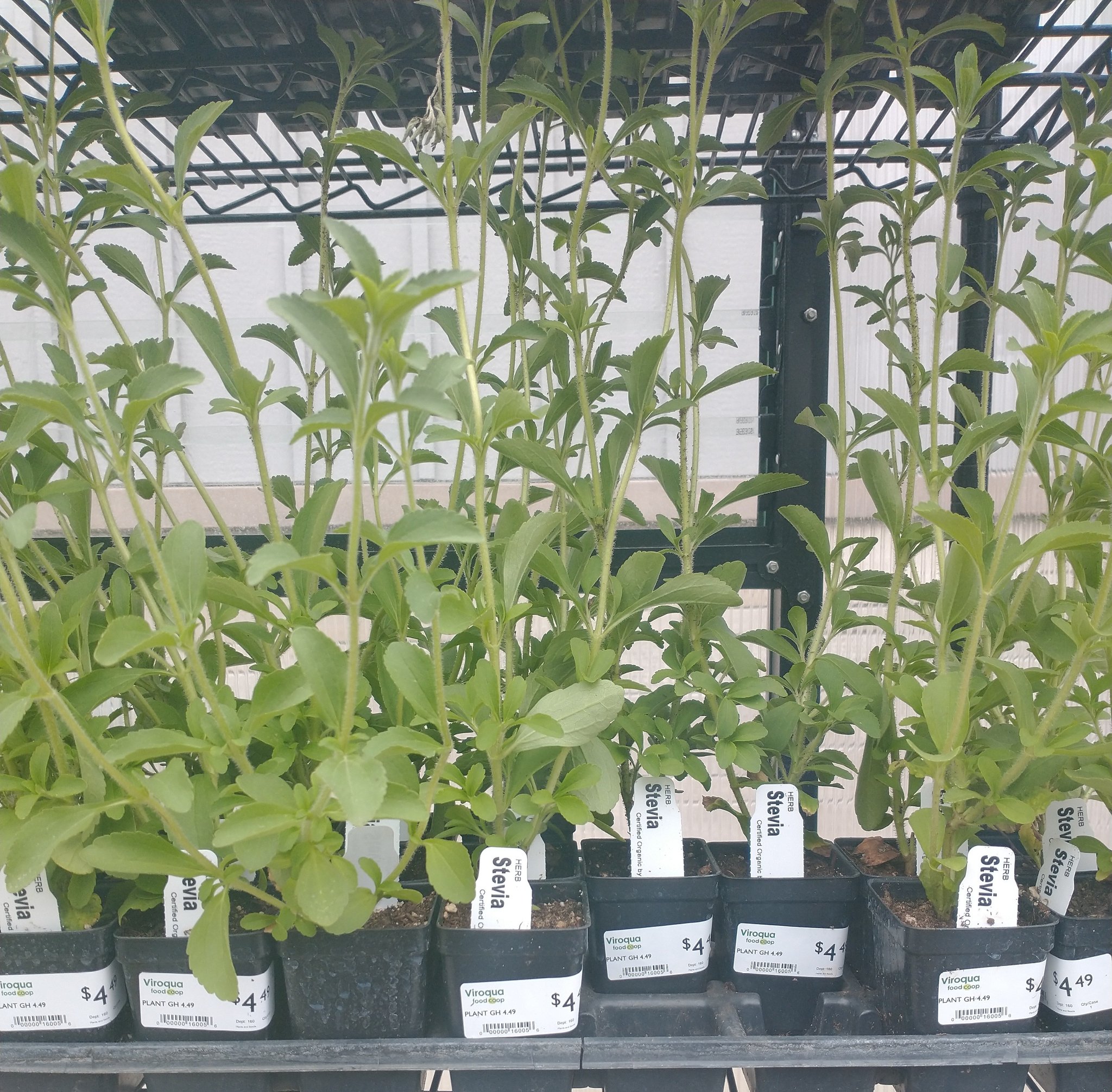 Nikki Wallschlaeger on Twitter "ok miss thing https//t.co/xLf0pQW1Jn