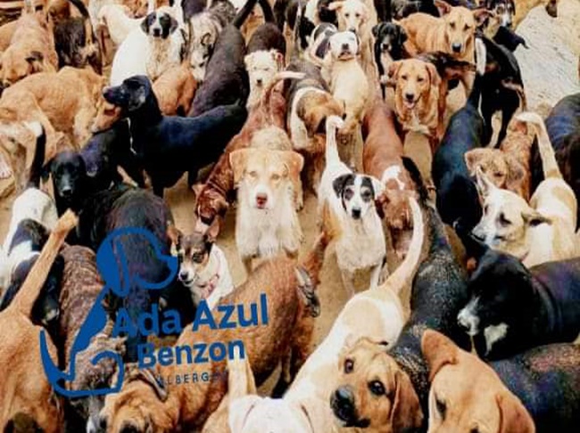 Golpe_politico's tweet photo. 🐶🐱 #Animalitos de #AdaAzul la están pasando mal, piden apoyo para seguir sosteniendo el #albergue #Xalapa
Sigue leyendo⬇️
https://t.co/a9eyoiLCFJ https://t.co/48eFeoFQHL