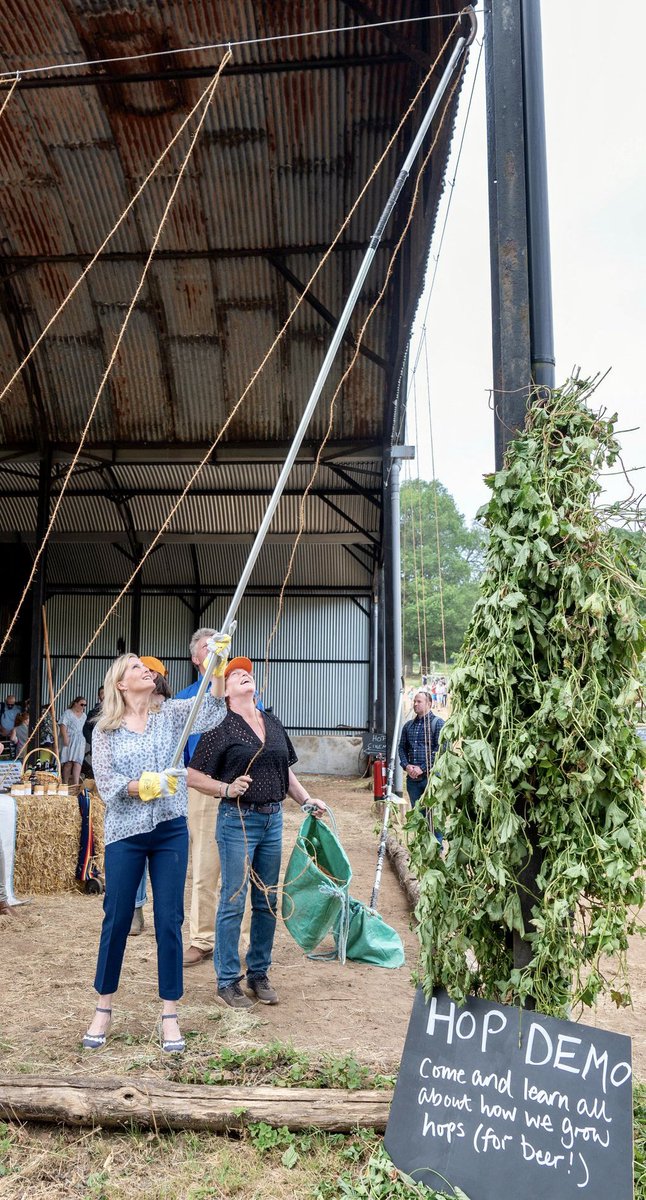 Hands-on Sophie on the hop production at Hampton Estate Farms today 🌾🍺

#LOFS23 
📸 @OpenFarmSunday