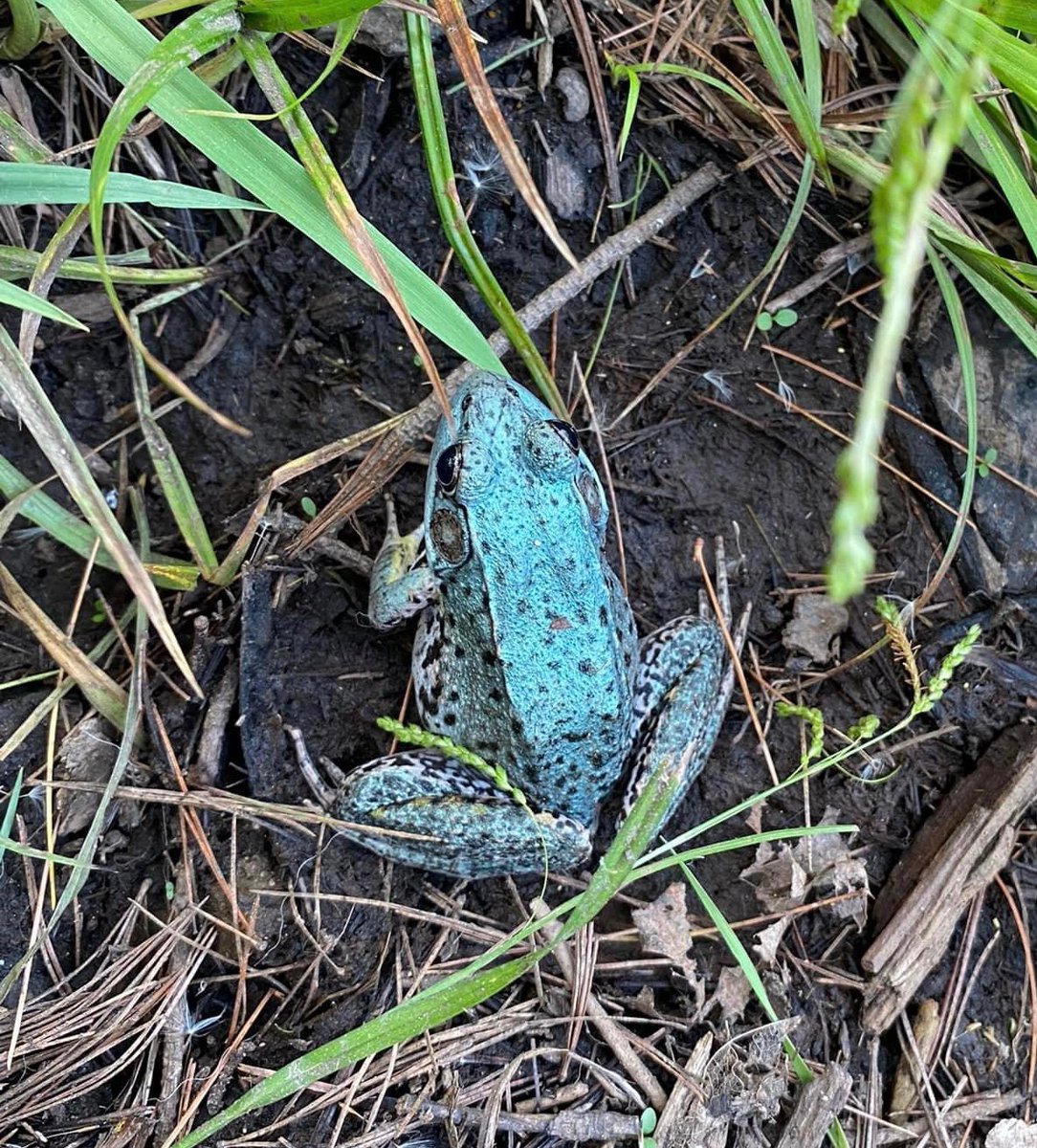 Nature_Is_Lit's tweet photo. 🔥 blue morph green frog https://t.co/zEpMVZ0nJY https://t.co/zvLIbbpl4D