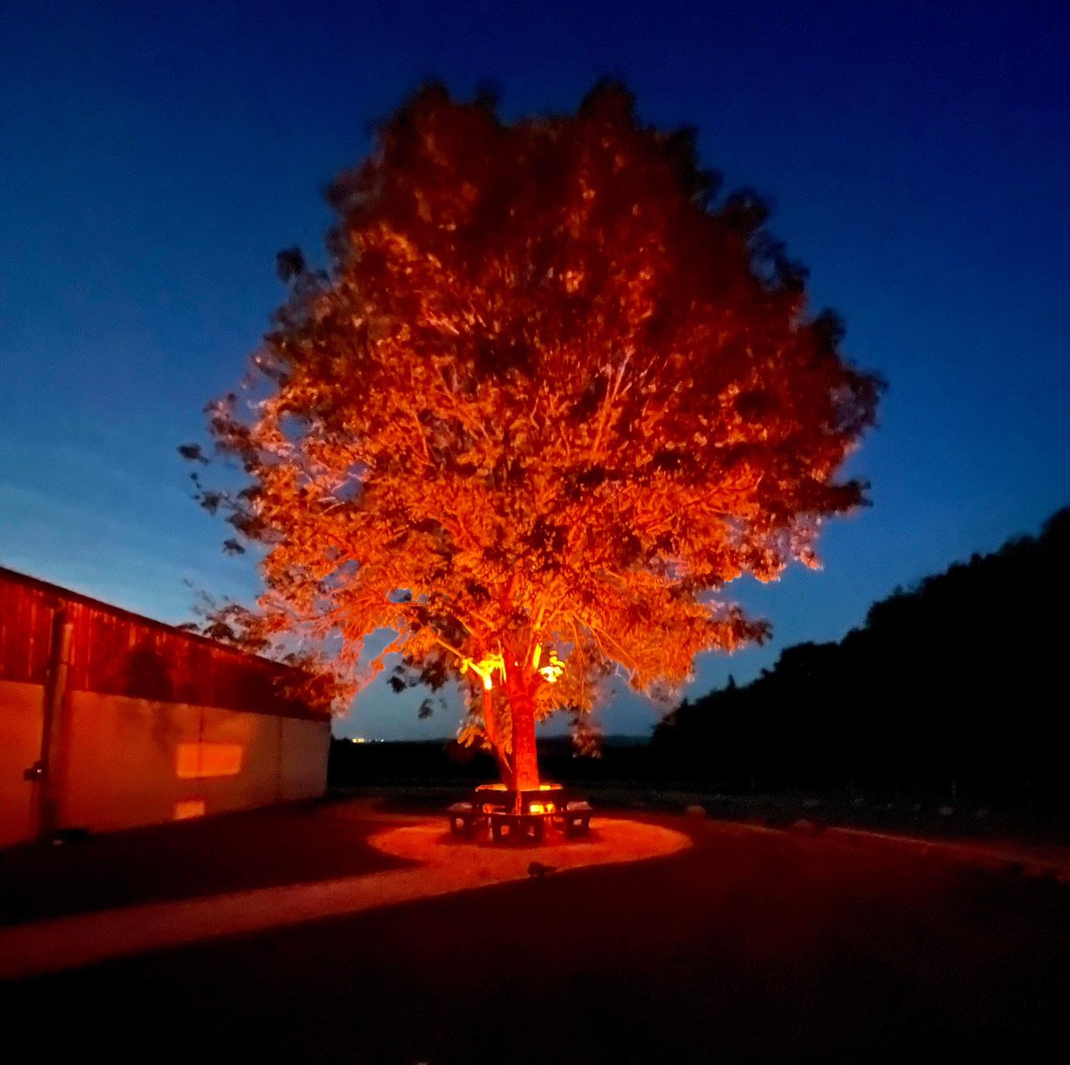 lizrich21's tweet photo. The majestic Ash tree at Whiteleys Retreat beautifully illuminated orange on Friday 9th June for International Batten Disease Awareness Day 2023 🧡 thank you @missmaxineallan for your support 🧡 #battenday2023 #showusyourorange #battenawareness #bdfa https://t.co/57zcd0LyQ8