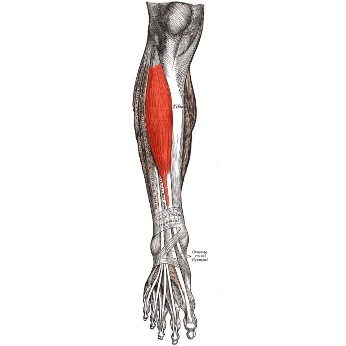 the tibialis anterior muscle is the largest and strongest muscle out of the four in the anterior compartment of the leg. Its functions include ankle dorsiflexion and foot inversion. It is innervated by the deep pereonal (fibular) nerve and supplied by the anterior tibial artery.