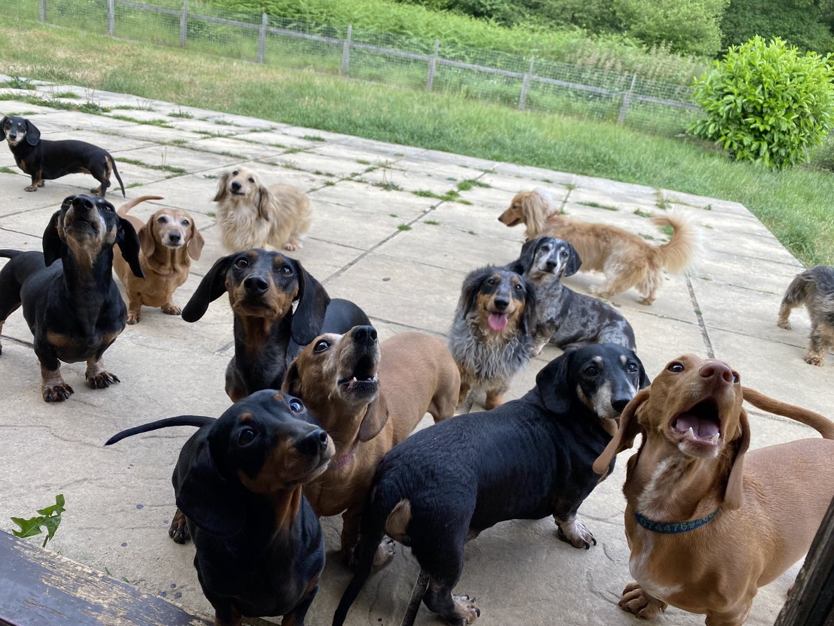 Sausage Dog Hotel on Twitter ""Time for an afternoon snack now?""