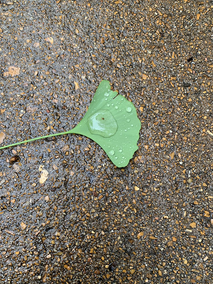 Dr_KSGautham's tweet photo. Photos from AM walk. Leaf holds the water droplet, but does not let water soak into the leaf. A metaphor for maintaining equanimity during a challenging situation, do what is required without internalizing the stress, getting perturbed. Imp during code, resuscitation, org crises https://t.co/cFtu7wTELB