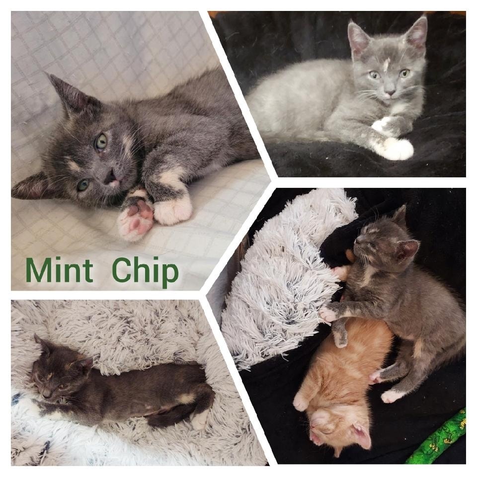 😍Adopted!!😍
Mint Chip 'Minty'
Female
11 weeks
Gets along with cats and small dogs
Eating Purina One Kitten Kibble
shelterluv.com/matchme/adopt/…
#adoptdontshop #adoptme #kittens #petsmart1184 #rosevilleca