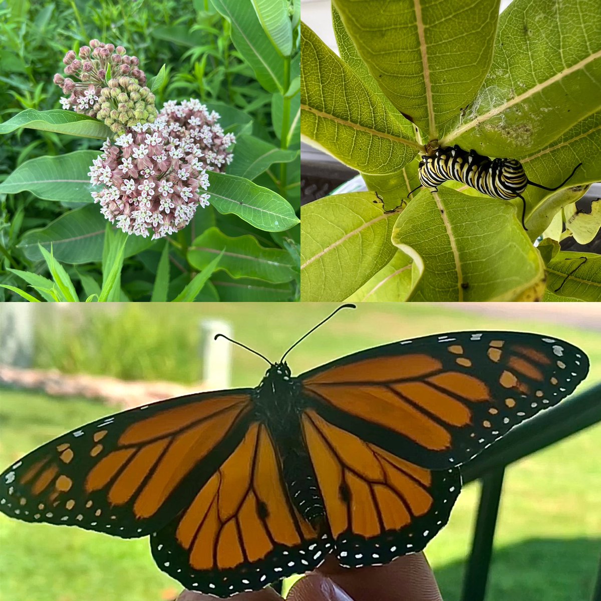 I’ve been fascinated with the Monarch butterfly life cycle since the 2nd grade

I’ve raised a few over the last couple years to show my kids, as the population continues to plummet. 10 likes I’ll share my butterfly activities this summer #ButterflyChainGang 🦋👺
#SaveTheMonarchs