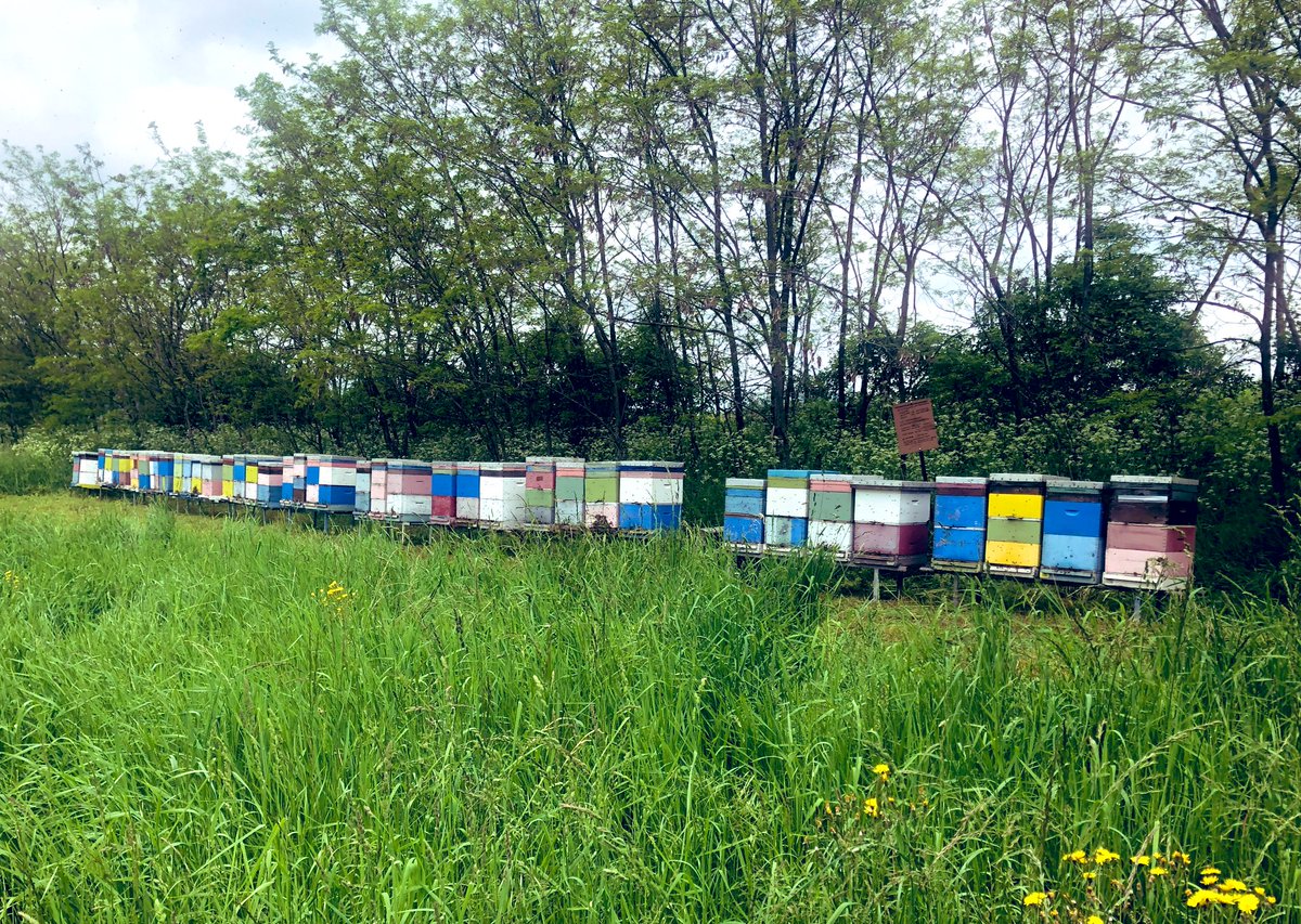 poruciMed's tweet photo. Dragi naši, poručite teglu i med stiže na vašu kućnu adresu. 🚙 Dajte doprinos malim poljoprivrednicima i ljubiteljima prirode - zapratite nas ili retvitujte. 🍯 Hvala vam i živeli! https://t.co/6jWSxRSbSK