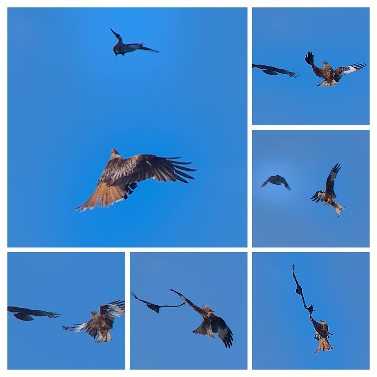 Crow mobbing a red kite in blue skies and what felt like the first properly warm morning of the year here in Oxford. Kite held out for longer than they often do but crows persistence got it to move on eventually.

#UKbirds #UKwildlife #birding