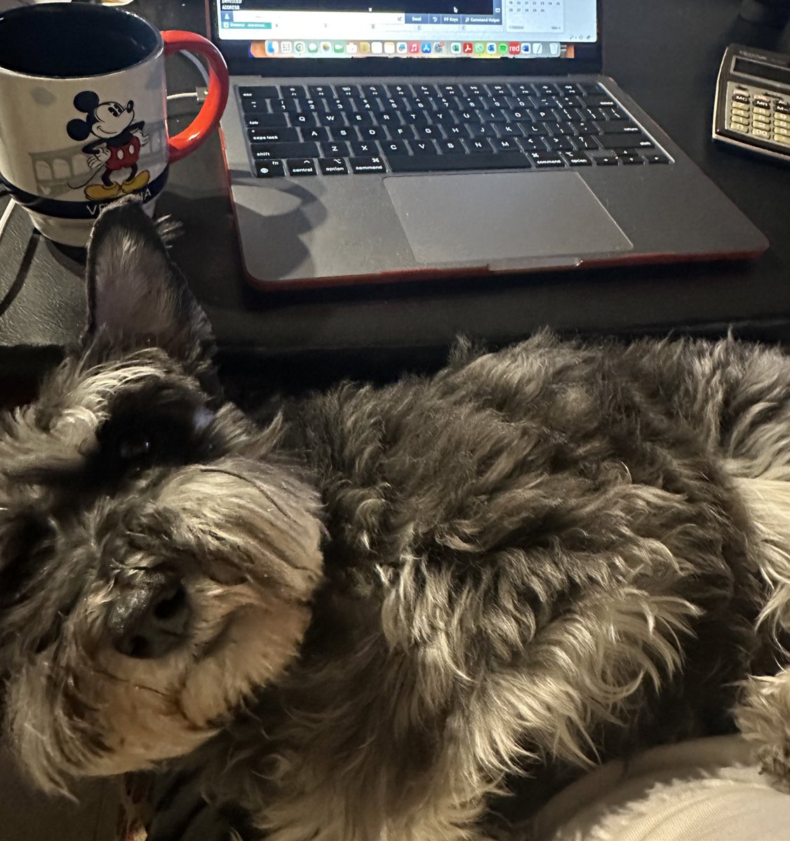 itsgulli's tweet photo. Sin hacer trampa, sube la ultima foto que tengas de tu mascota. https://t.co/xv0KQQvGm8