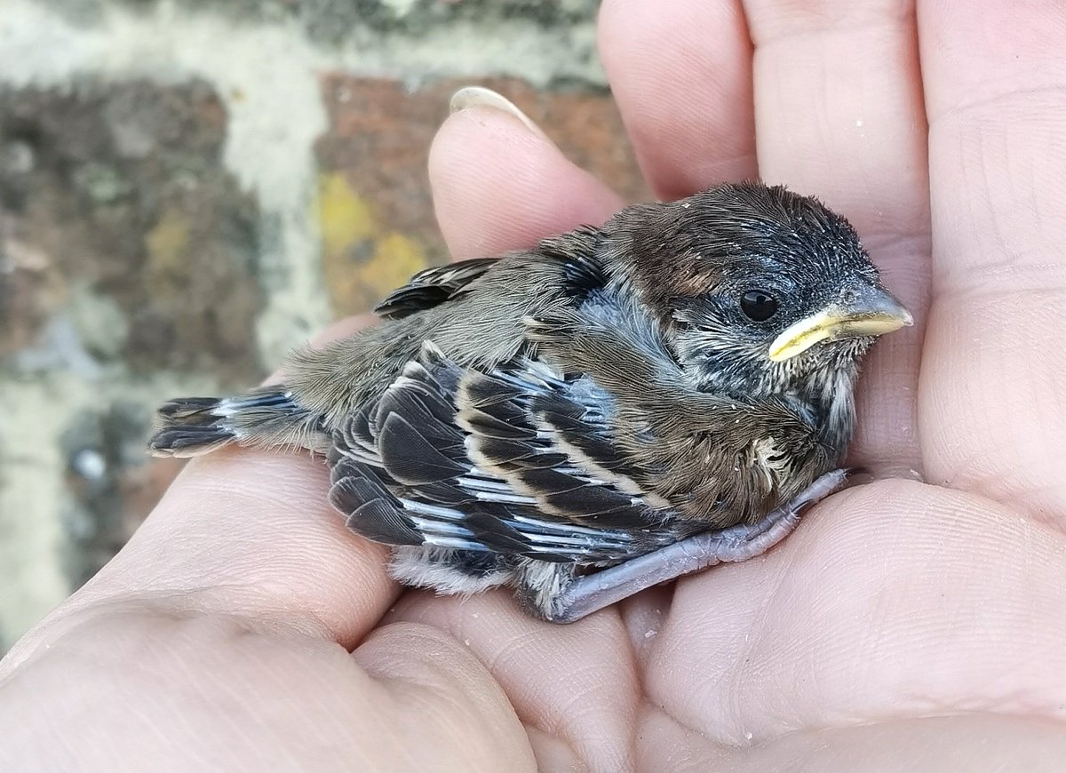 mattthesparrow's tweet photo. Tree Sparrow first broods in Wiltshire finished today. 340 young fledged from 109 pairs. This is about 30% of the population of southern England. Every one is critical so we feed through the summer to try to increase the survival rate. https://t.co/1Apbc8Q3VG