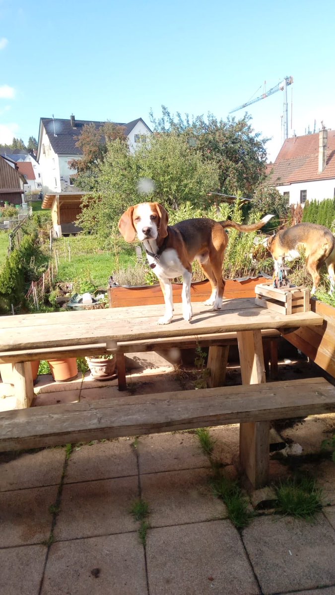 Es ist ein wunderbares Gefühl ein solches Schlitzohr zuhause zu haben