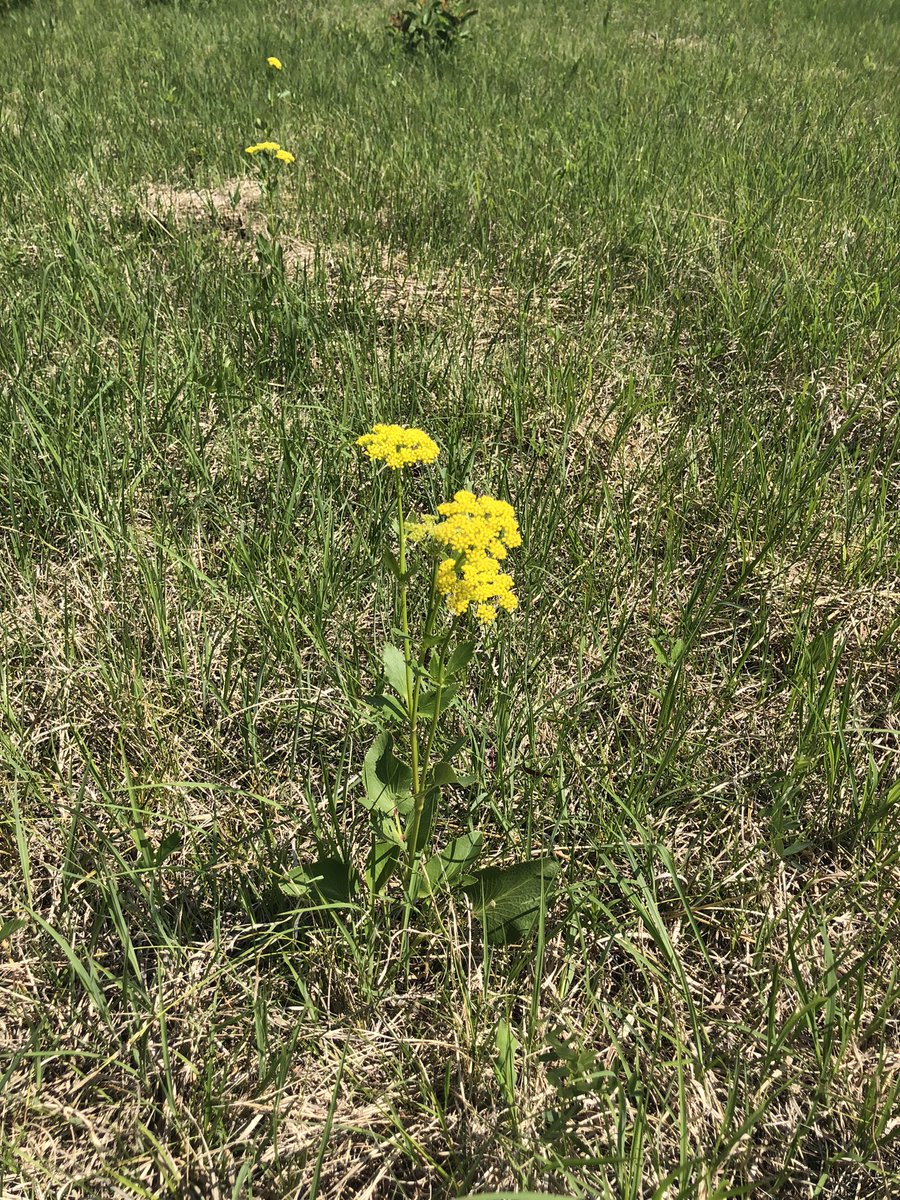 CdnNatureSci's tweet photo. A day in tall grass prairie is a day we’ll spent.
Great tour of the @NCC_CNC Tall Gras Prairie Preserve. So many threatened species that will make this a Key Biodiversity Area @KBACanada @CSEE_SCEEmtgs https://t.co/pqHqsgdV4f