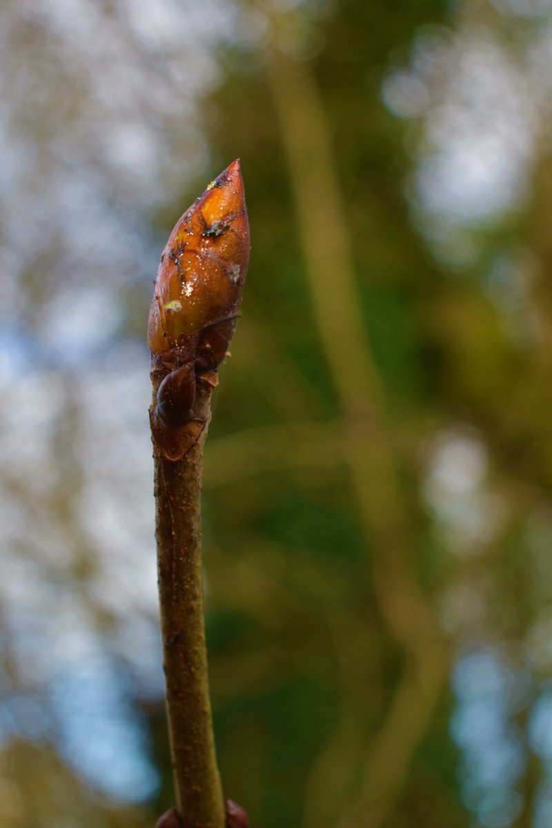 LornaByrne's tweet image. I know I am always talking about how our environment needs our help but it really is in desperate need of our help. We can all make positive changes in our life to help the environment. Think of something you could do in your home or in your town that could help nature.

Lorna