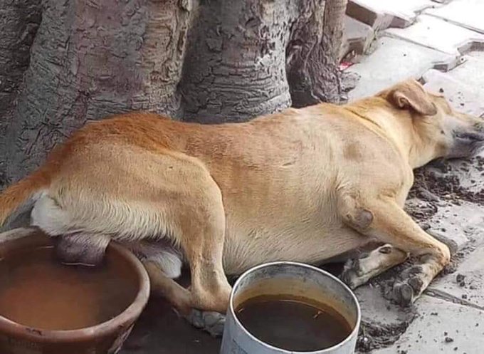 No me sigue ni el tato pero voy a ser valiente y me la juego a que este perrito remojado las pelotas tiene más likes que la publicación de Ana pastor.