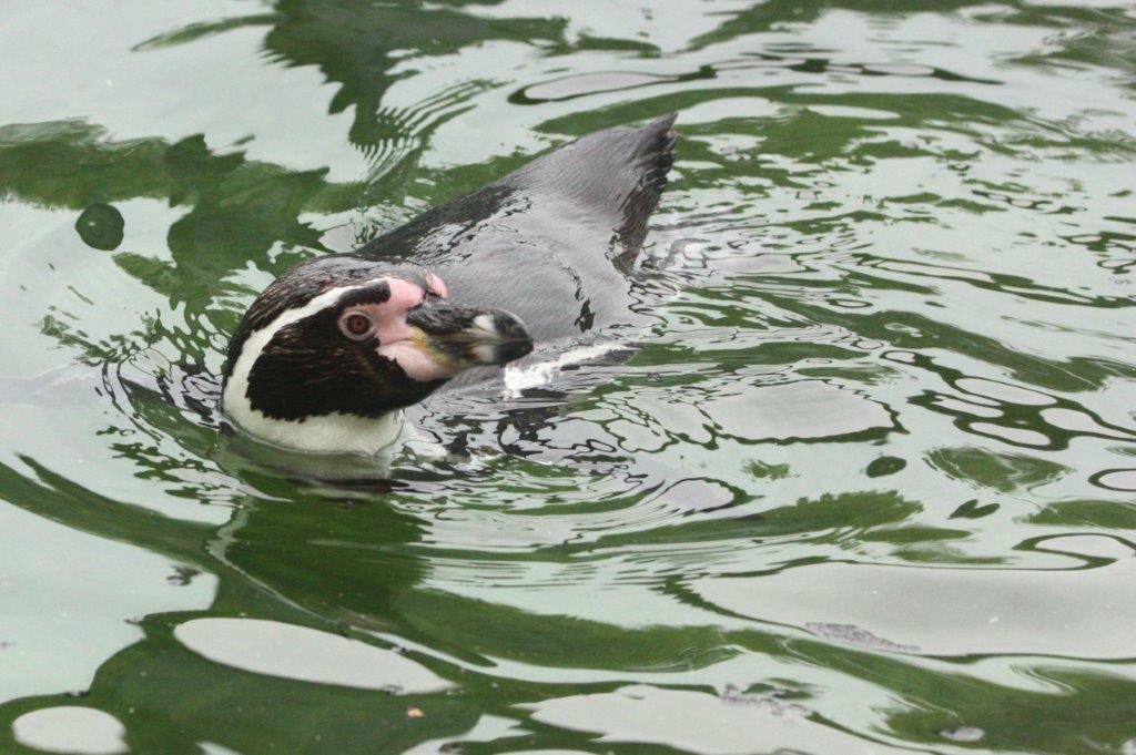 Penguins know how to keep cool