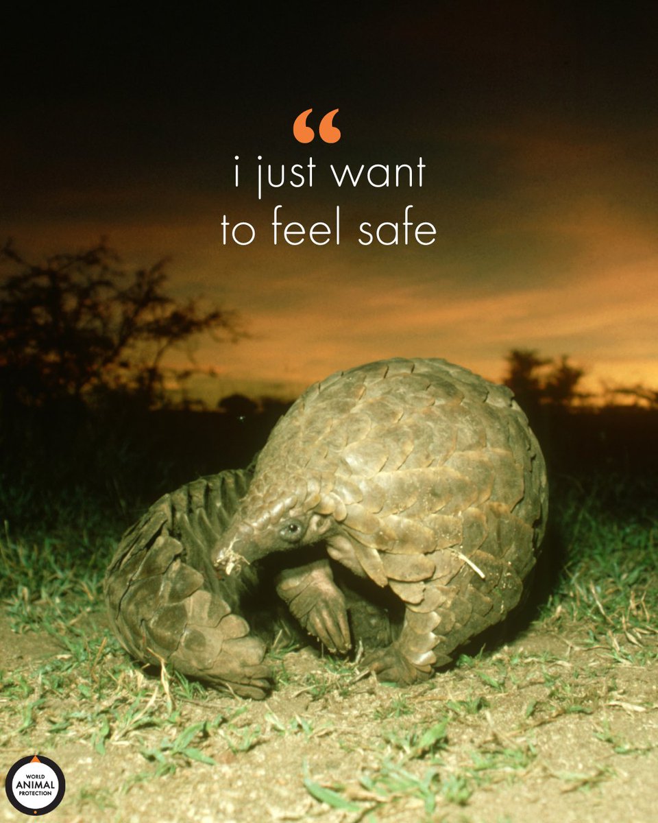 Animals just want to be safe. 💔