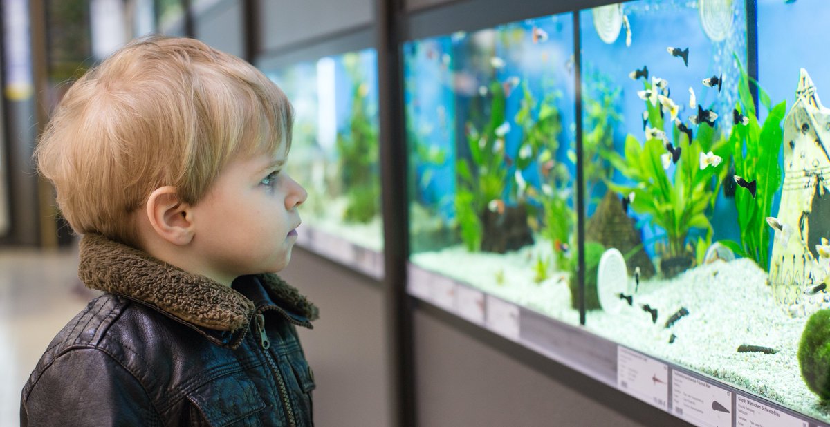 New research in Journal of Fish Biology (<a href="/TheFSBI/">fsbi</a> ) - The environmental impact of keeping a tropical #aquarium in Northern Europe. Findings demonstrate that ornamental #fishkeeping can be a more environmentally conscious pet choice. #AquariumHobby #JFB 
🔒 bit.ly/3CG88i9