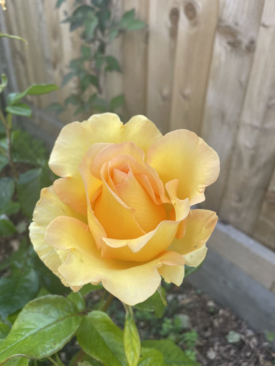 digginggardener's tweet image. Been doing #colouroftheweek for a month now but not here. 
Our last day of #yellowweek and although nameless she’s still beautiful, incredibly aromatic, petals kissed with peach. #colouroftheweek #roses #rosegarden #englishgarden #yellowrose #gaygardener #yellow #itwasallyellow