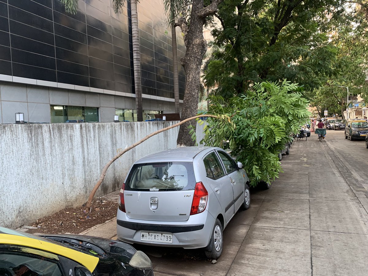 MCAALM1's tweet photo. @mybmcWardE @mybmcGardens plz give support to this tree ASAP, it is not uprooted but bent due to heavy winds. Location: outside Wockardth Hospital rear gate at Motlibai street, Agripada. https://t.co/gOgf4E5vDw