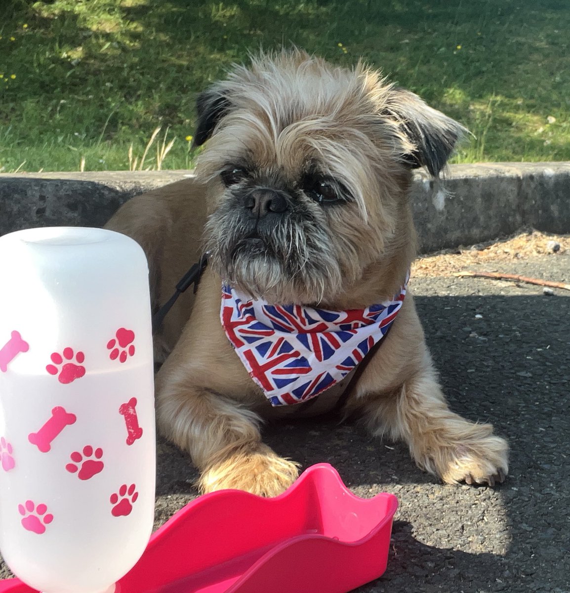 JoeBe_Fresh's tweet image. DiDi waiting at the airport for the return of Daddy from his week away working in Malaysia. 🐾