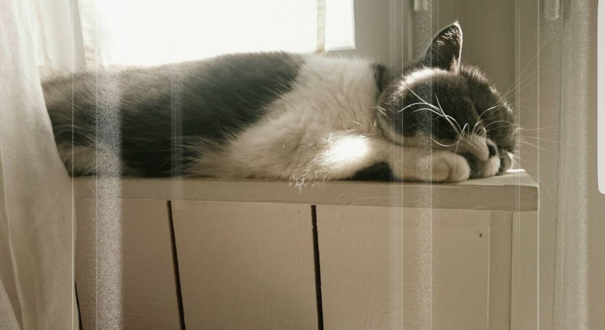 JusteLechat's tweet image. 