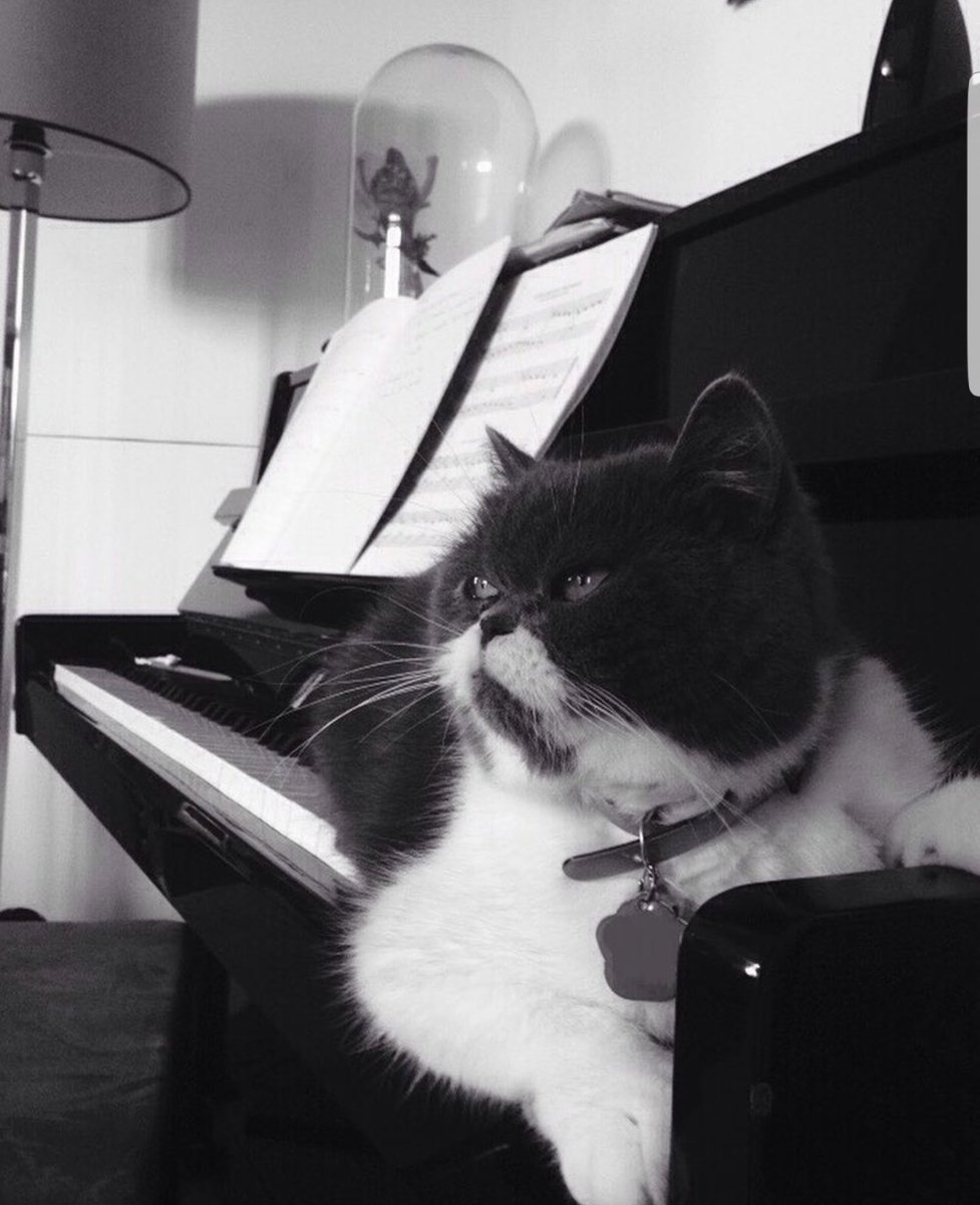 JusteLechat's tweet image. 