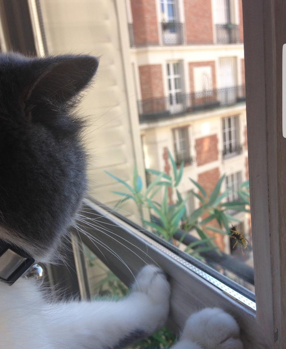 JusteLechat's tweet image. 